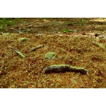 Scenic elements Model Scene F603