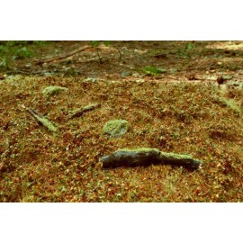 Scenic elements Model Scene F603