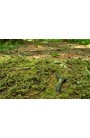Scenic elements Model Scene F601